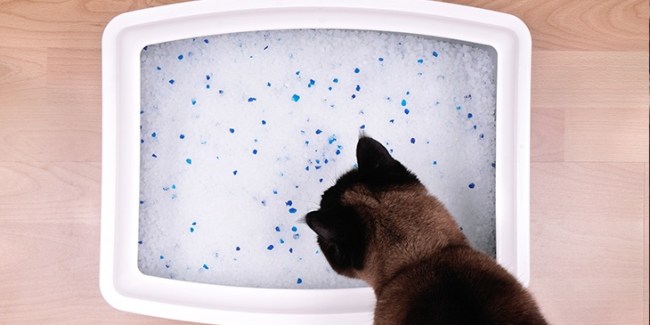 Caninsulin.com Cat changes in behavior  