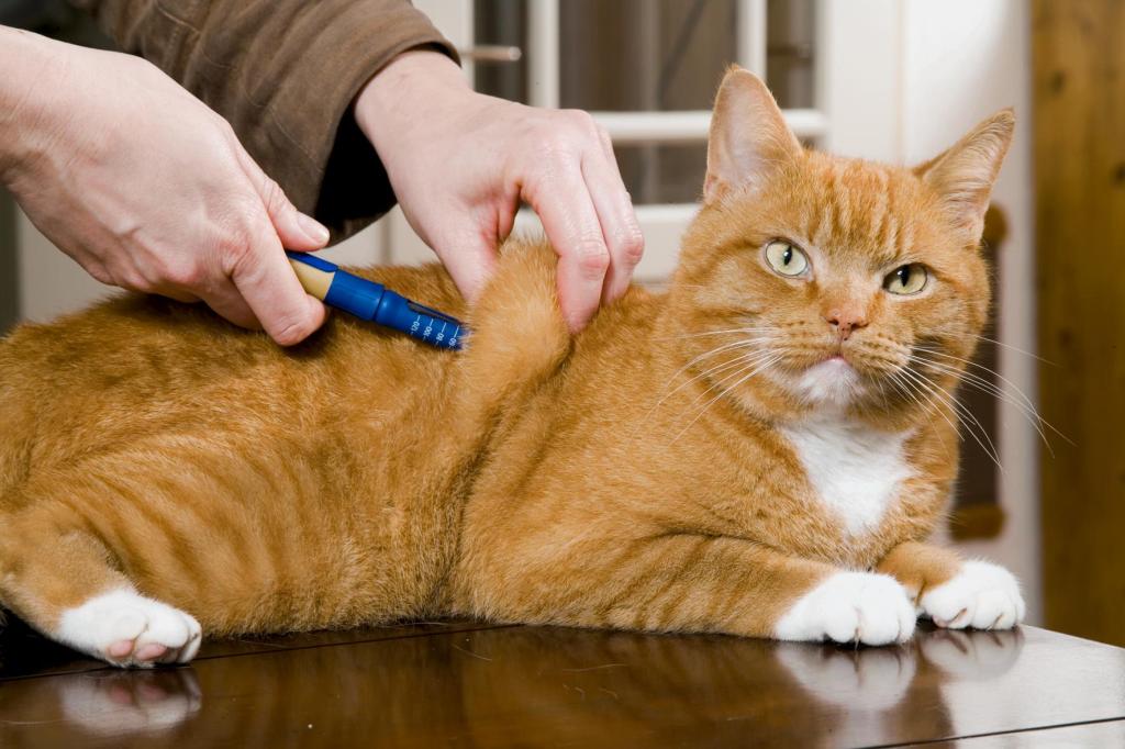 Caninsulin.com treating cat diabetes