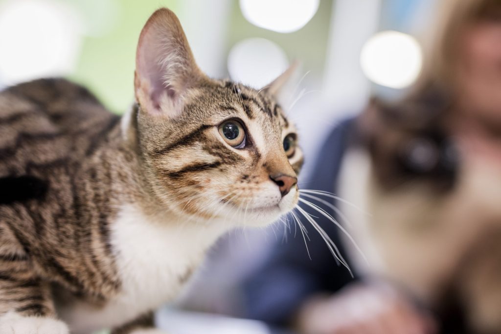 Caninsulin.com Cat 