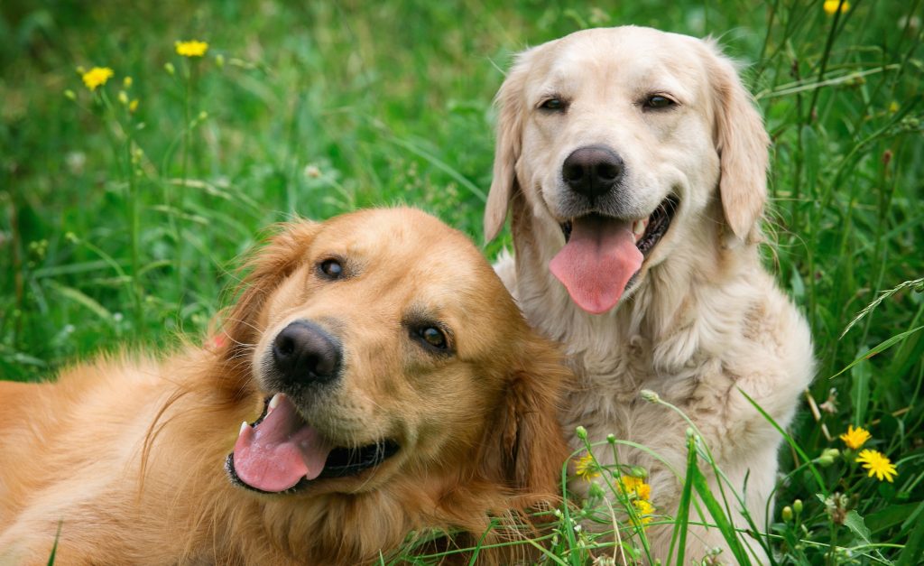 Caninsulin.com Portrait of two young dogs playing in the meadow