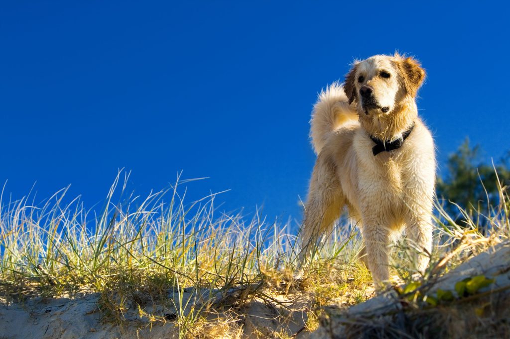 Caninsulin.com Golden retriever in the grass