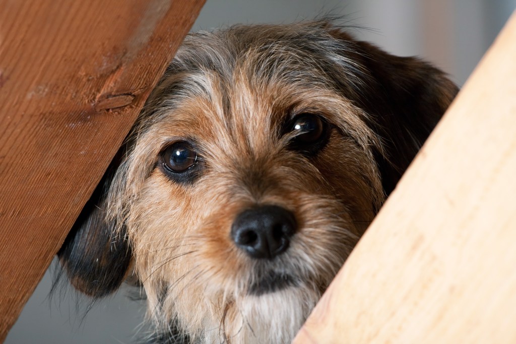 Caninsulin.com Borkie Dog Peeking Through a Gap