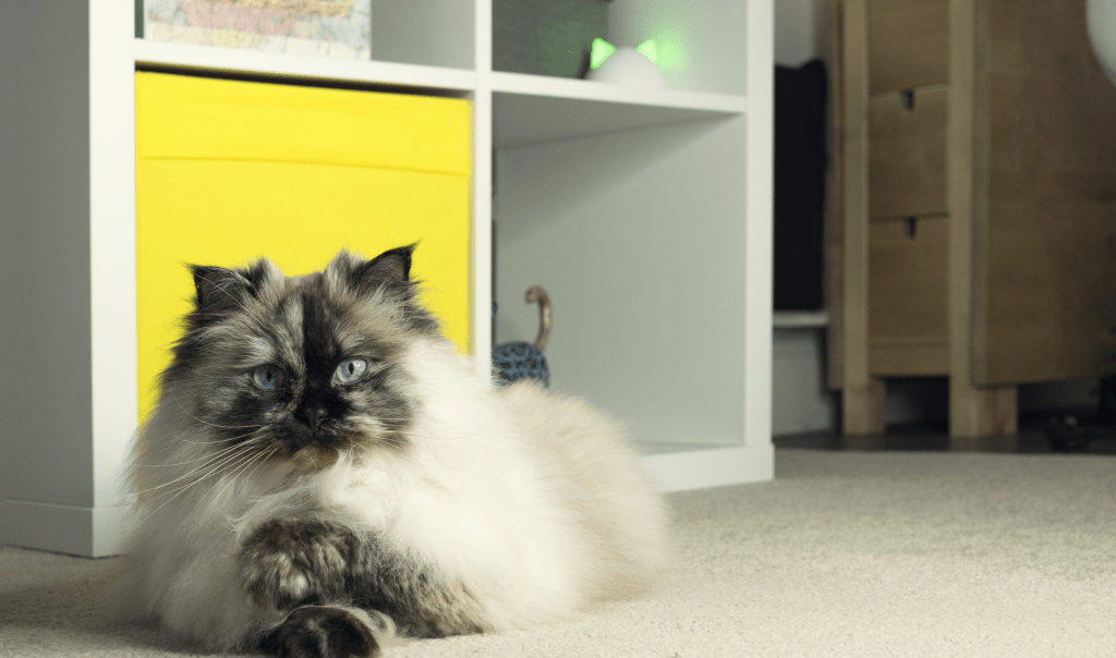 Caninsulin.com Cat laying 