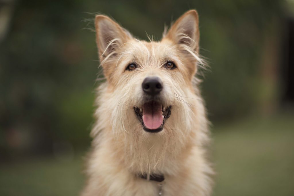 Caninsulin.com smiling dog outside 