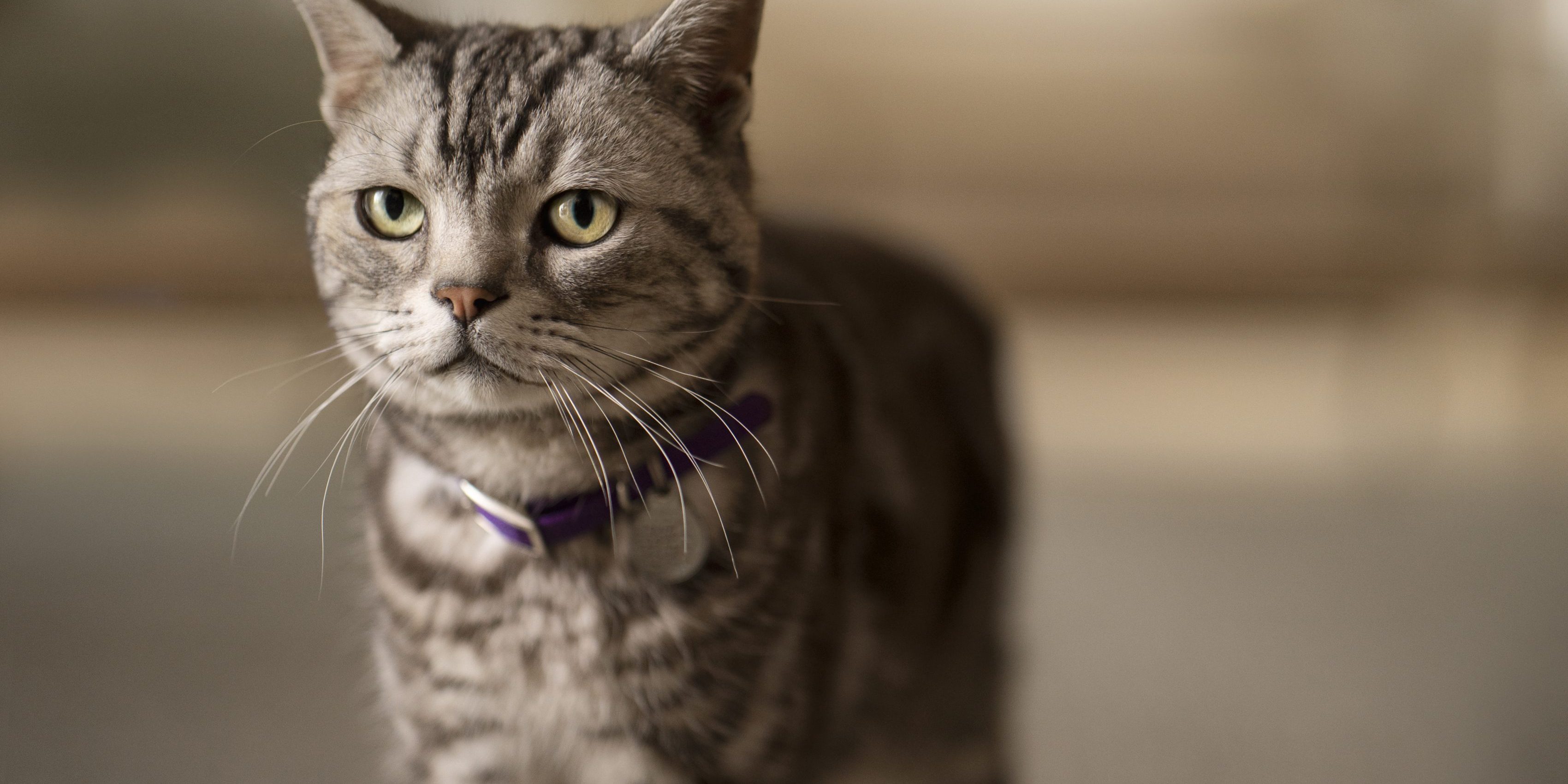 Caninsulin.com grey cat