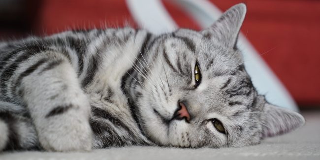 Caninsulin.com cat lying down 