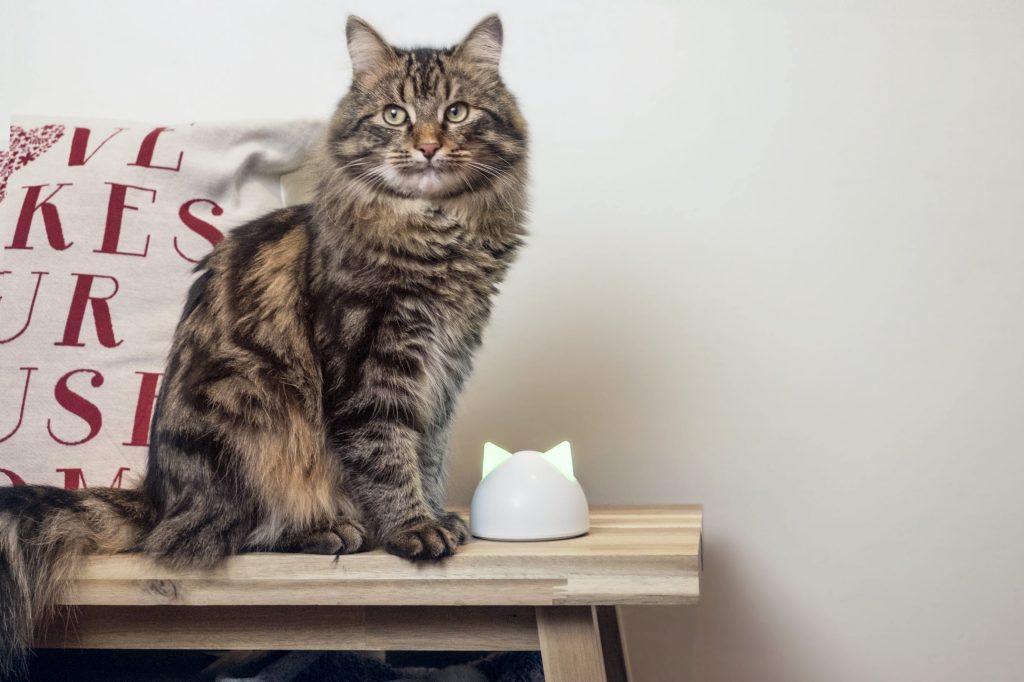 Caninsulin.com cat on a bench inside