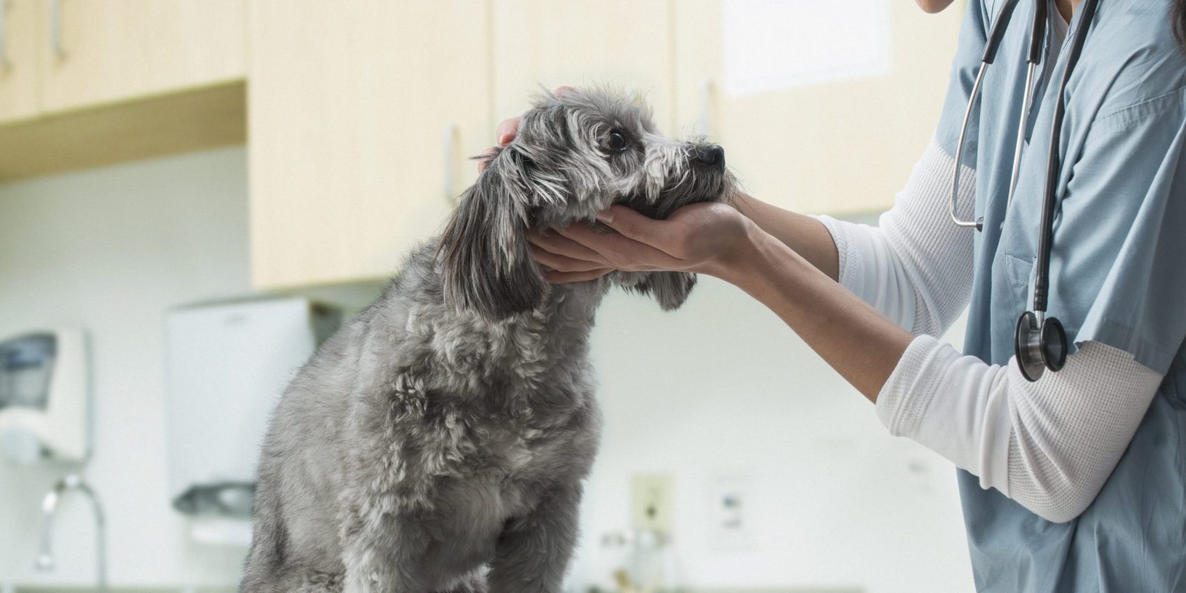 Caninsulin.com dog being evaluated by vet