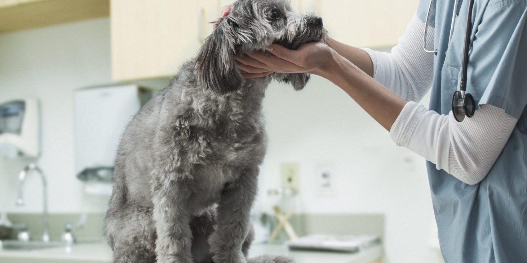 Caninsulin.com dog being evaluated by vet