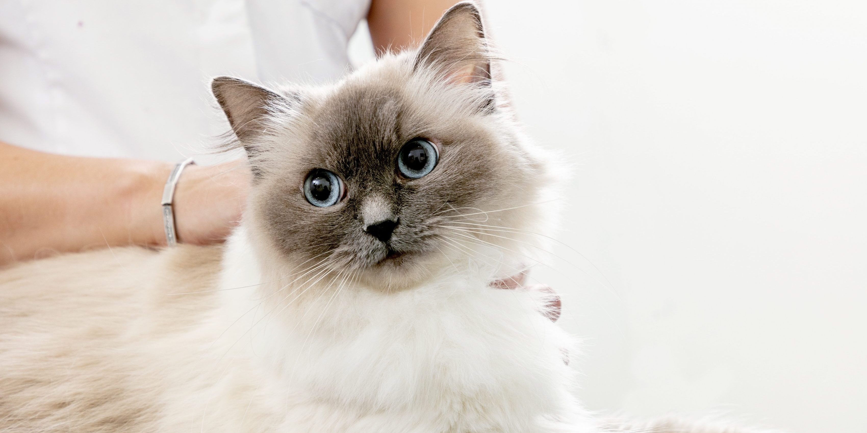 Caninsulin.com white cat at vet