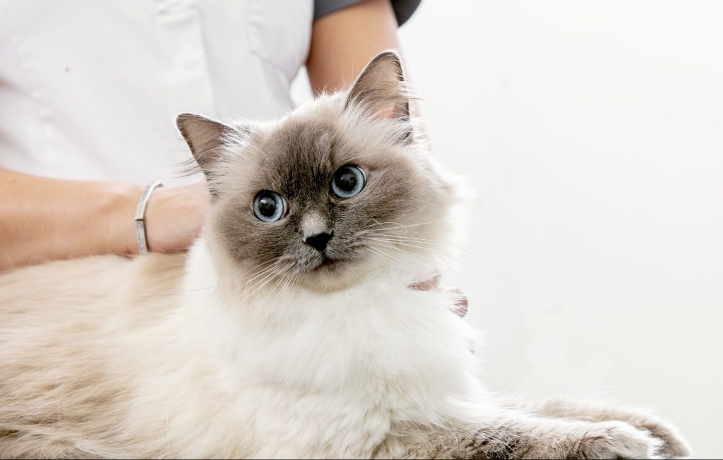 Caninsulin.com Cat at vet