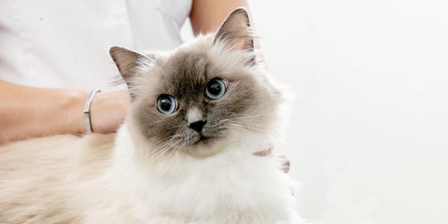 Caninsulin.com Cat 