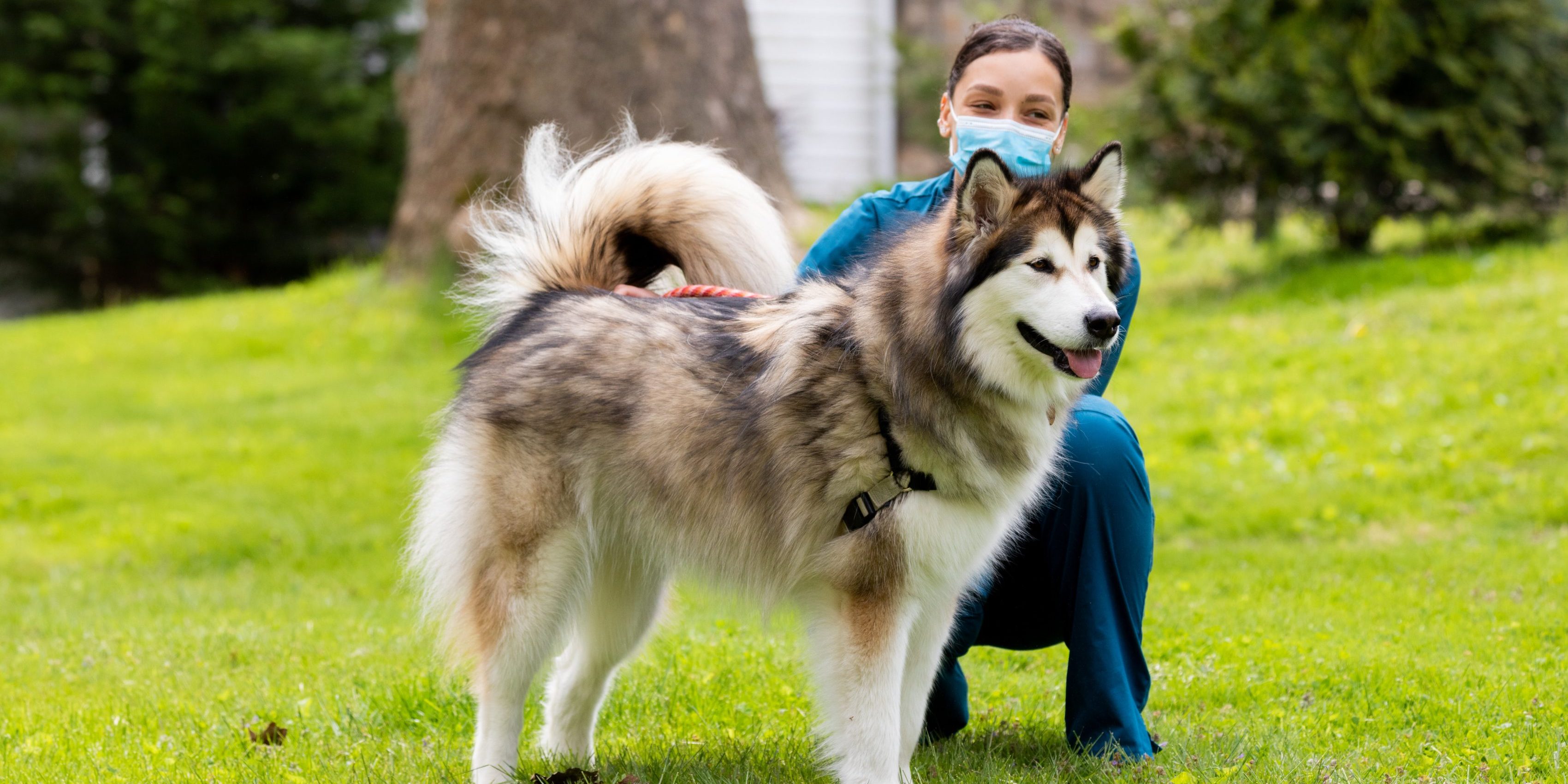 Caninsulin.com dog with pet owner