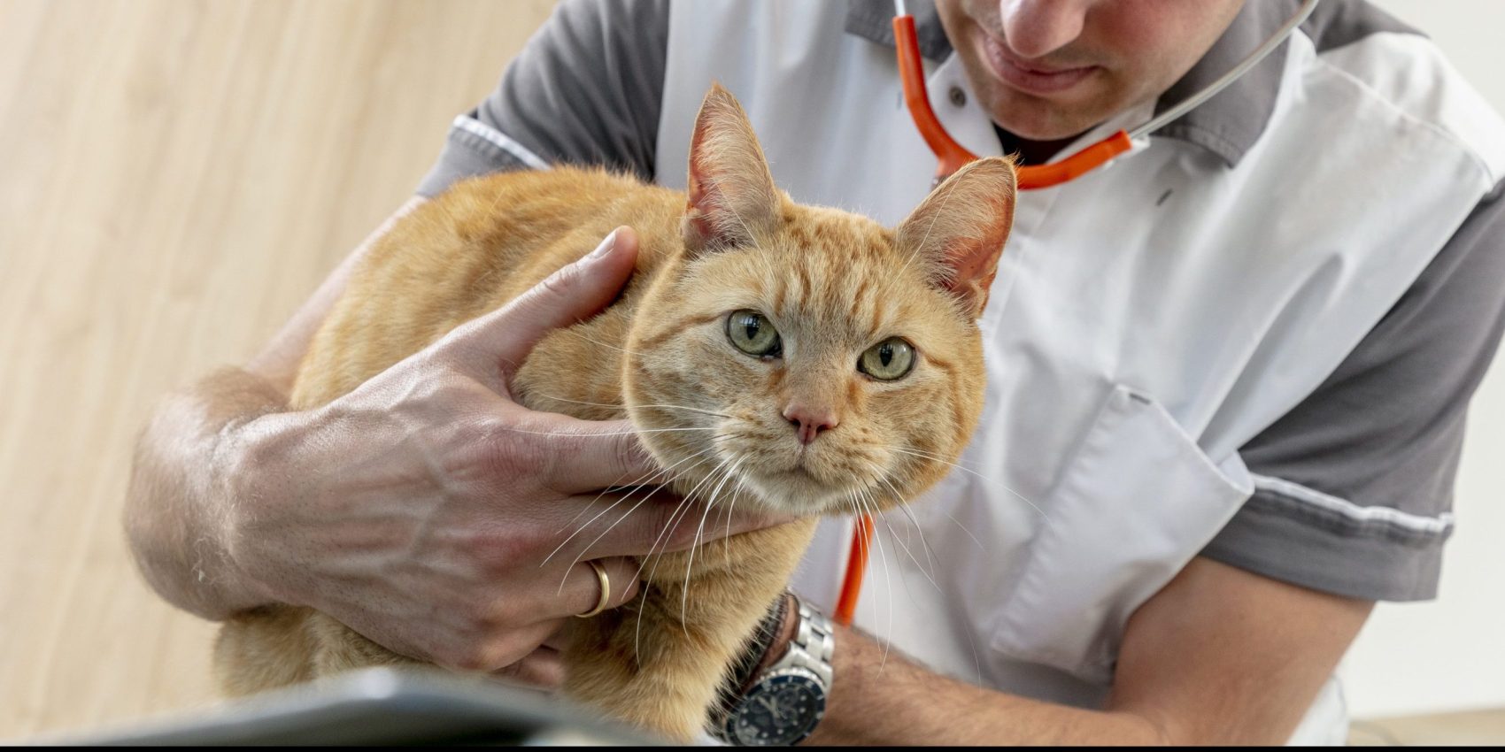 Caninsulin.com cat at the vet