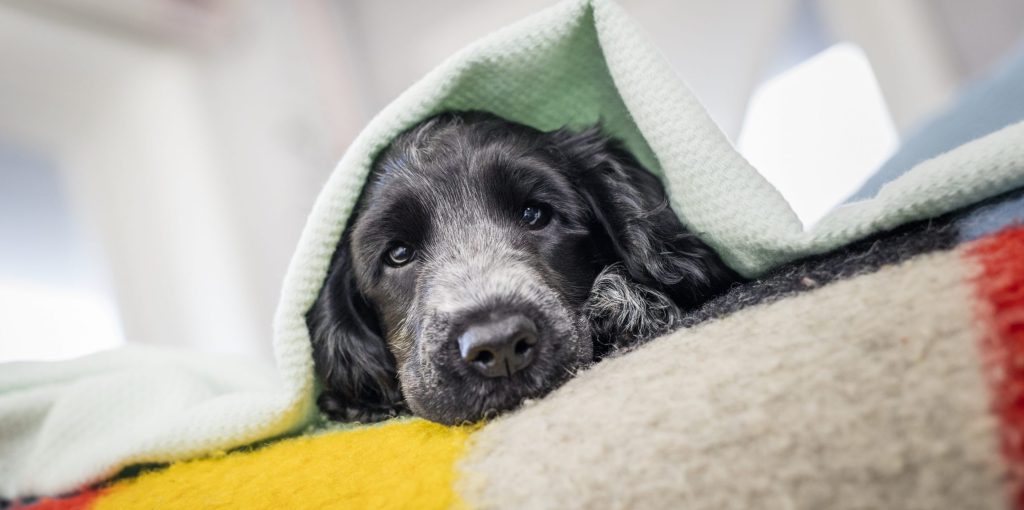 Caninsulin.com dog laying under blanket
