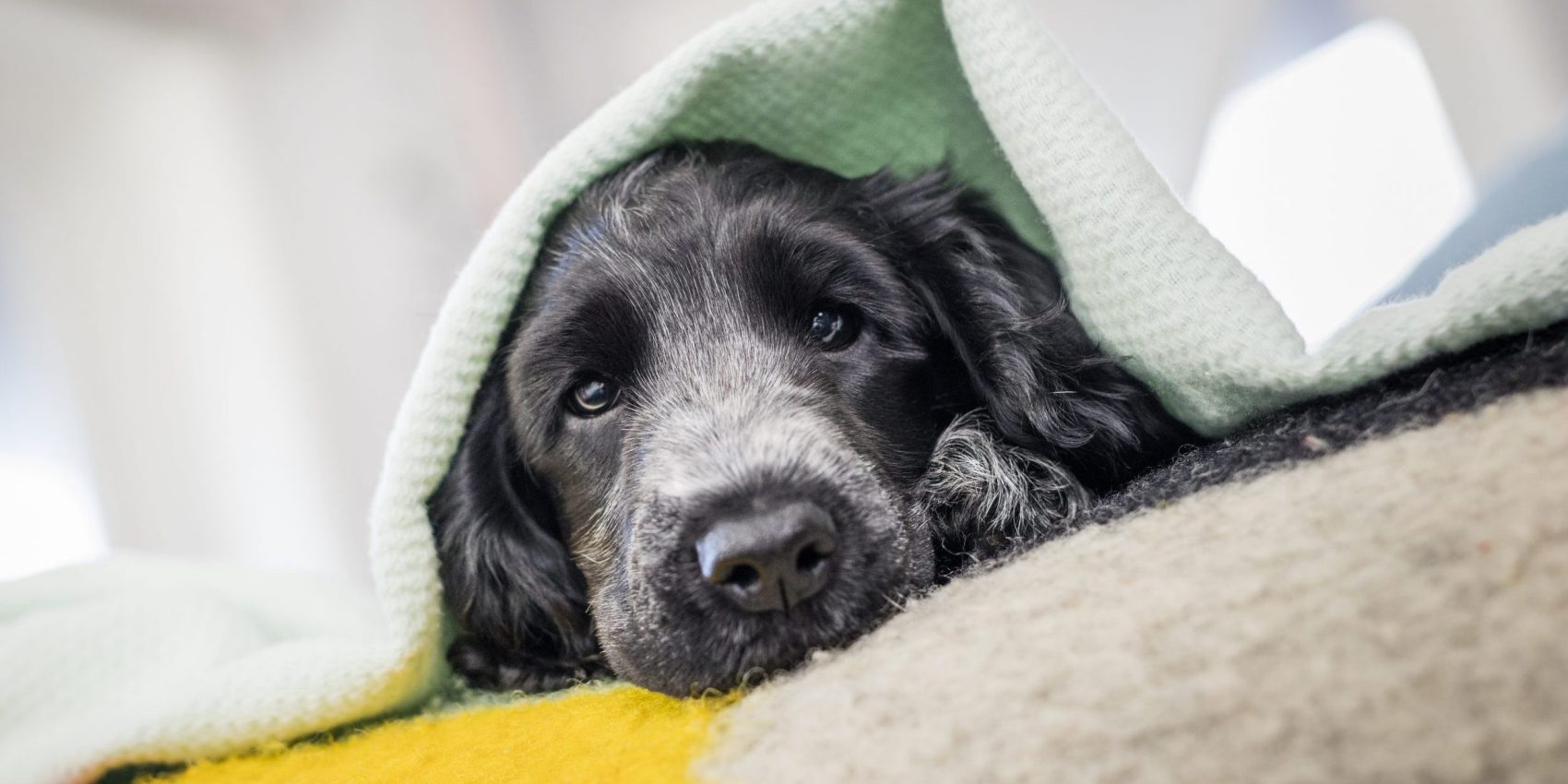 Caninsulin.com dog