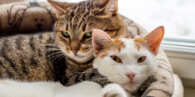 Caninsulin.com Two Cats 
