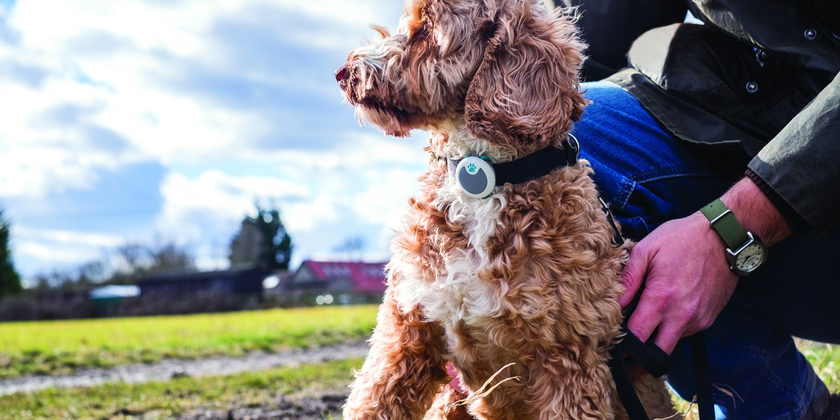 Caninsulin.com dog using Sure PetCare Animo collar