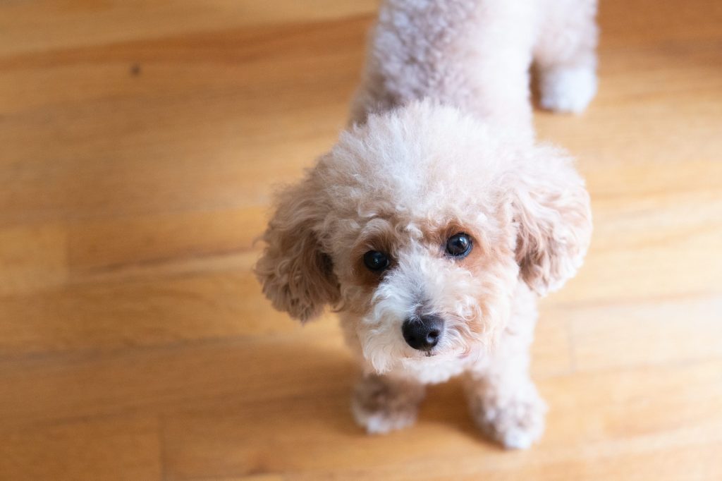 Caninsulin.com miniature poodle
