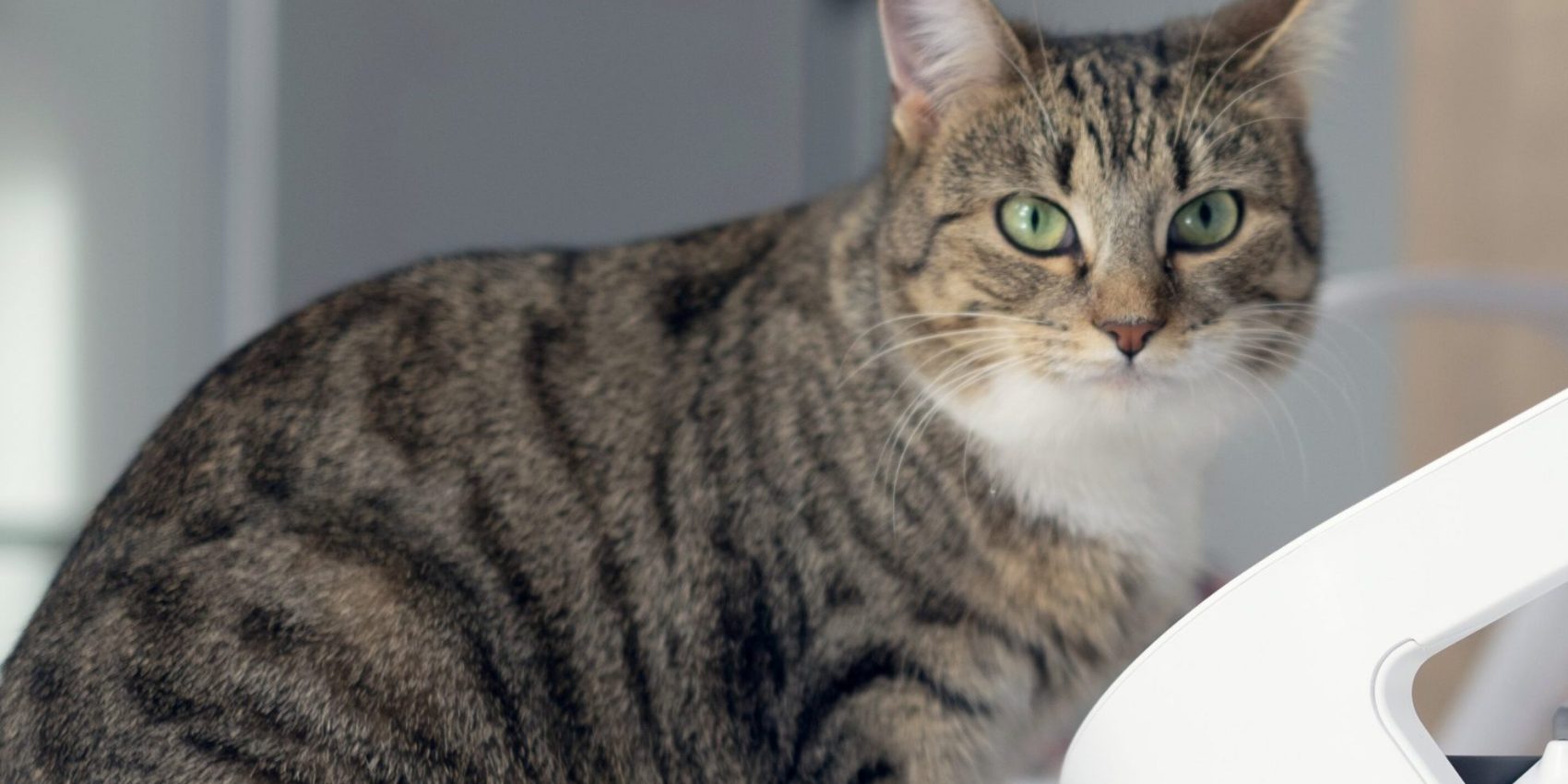 Caninsulin.com striped cat at bowl feeder